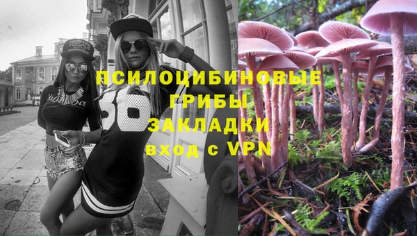 прущие грибы Ахтубинск